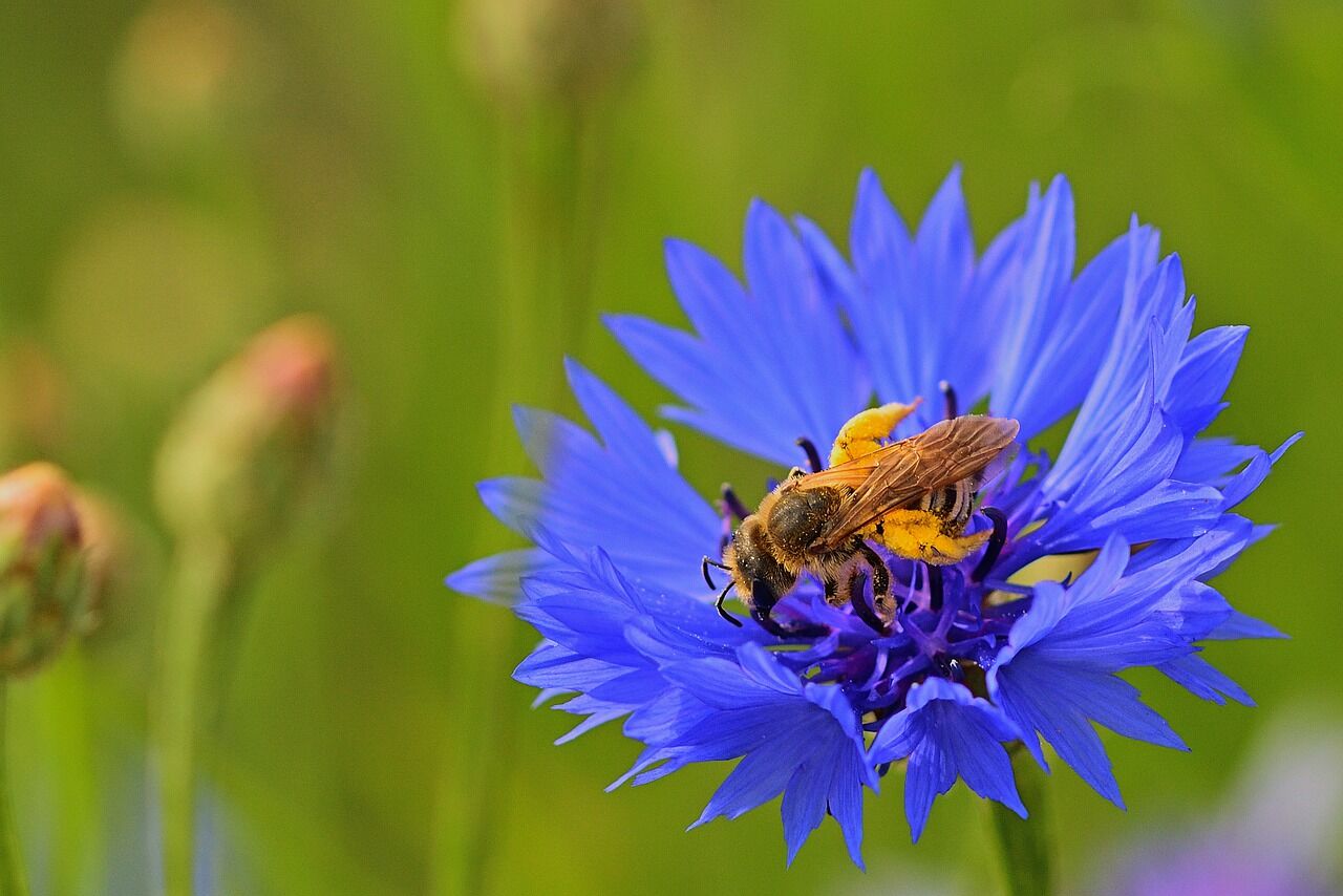 Hosenbiene: Wo nisten Hosenbienen und welche Wildblumen mag sie?