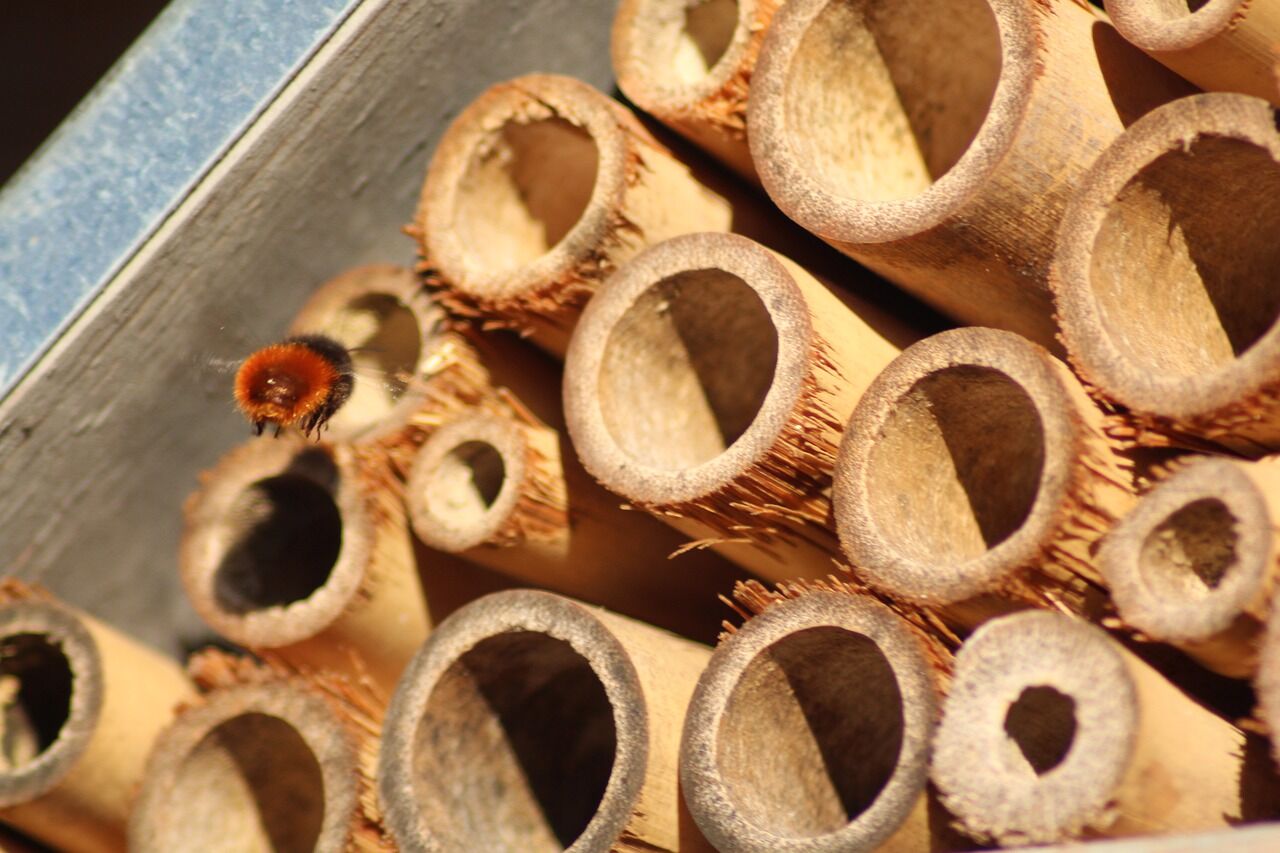 Bienenhotel bauen: Material, Standort, Tipps und Tricks für Nisthilfen für Wildbienen