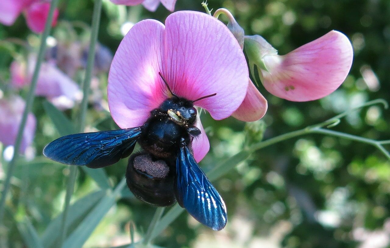 Die Schwarze Holzbiene mit ihren blau schimmernden Flügeln.