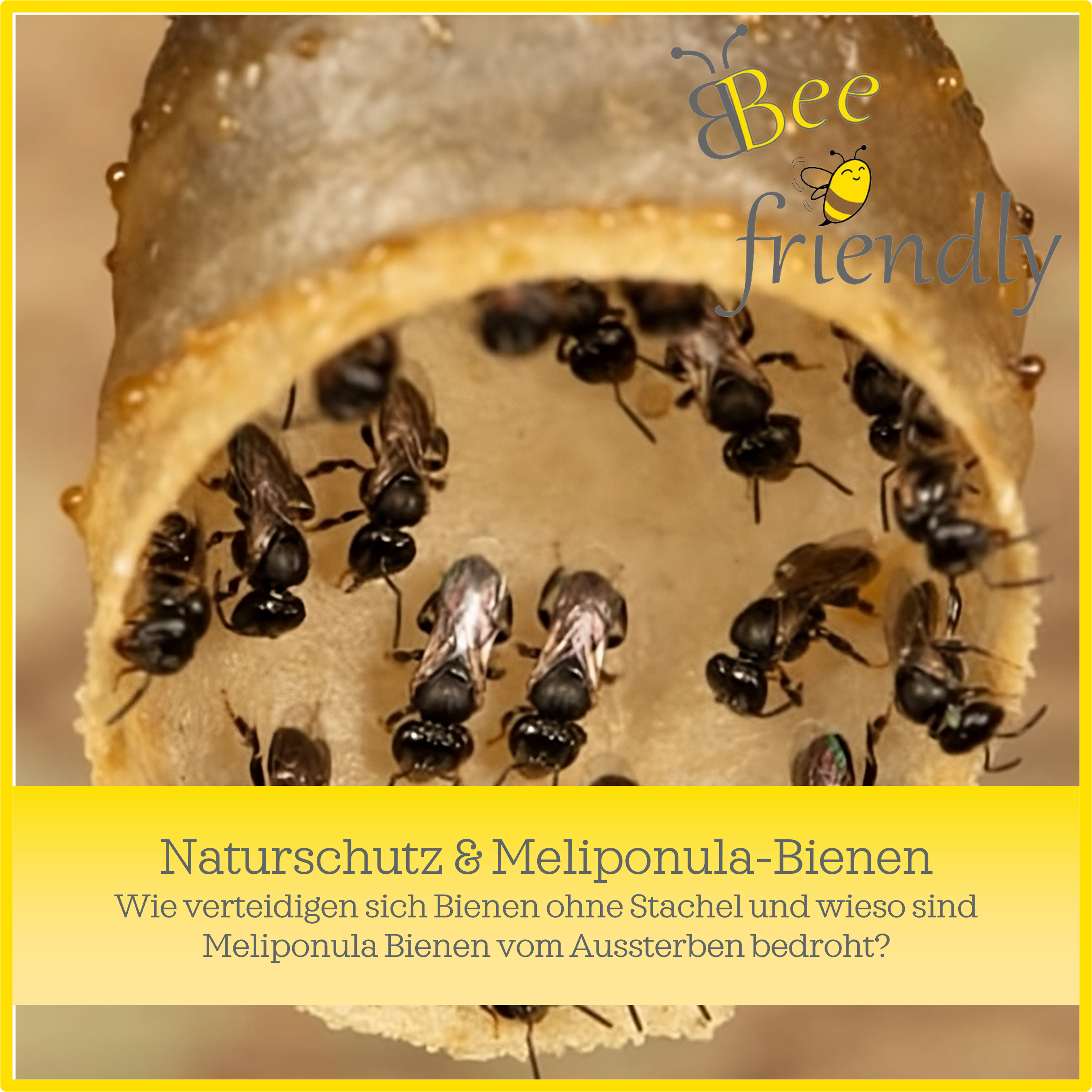 Naturschutz & Meliponula-Bienen