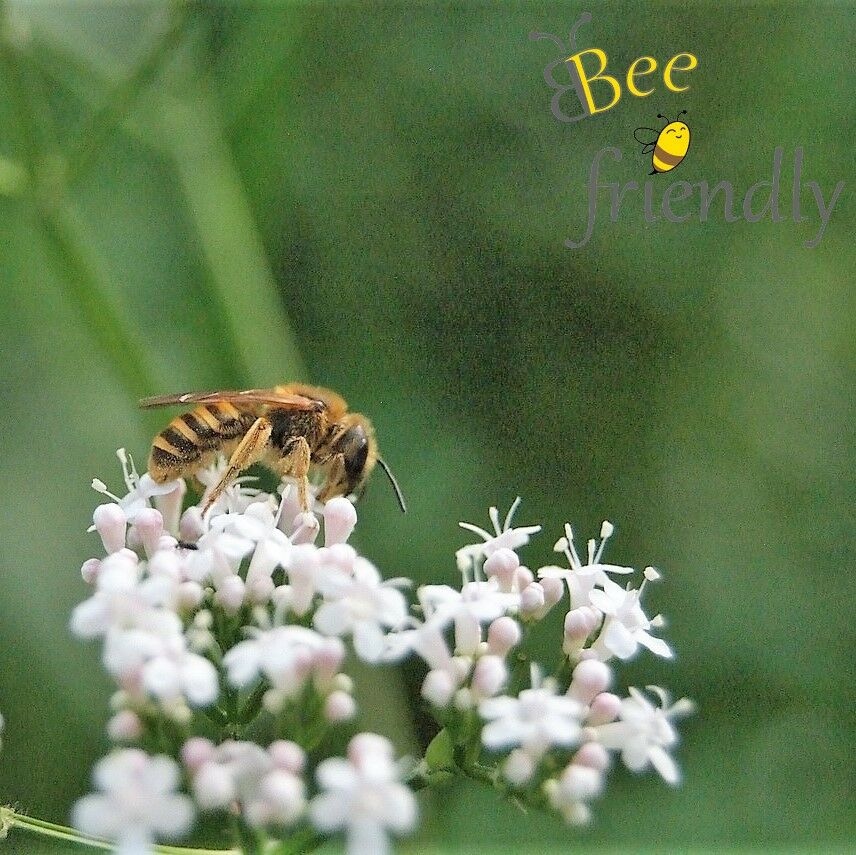 Gelbbindige Furchenbiene bestimmen: So erkennst du diese Wildbiene