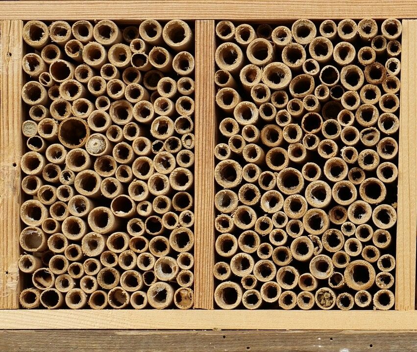 Mit hohlen Pflanzenstängel lassen sich sehr pragmatische Bienenhotels bauen © Herbert Bieser/Pixabay