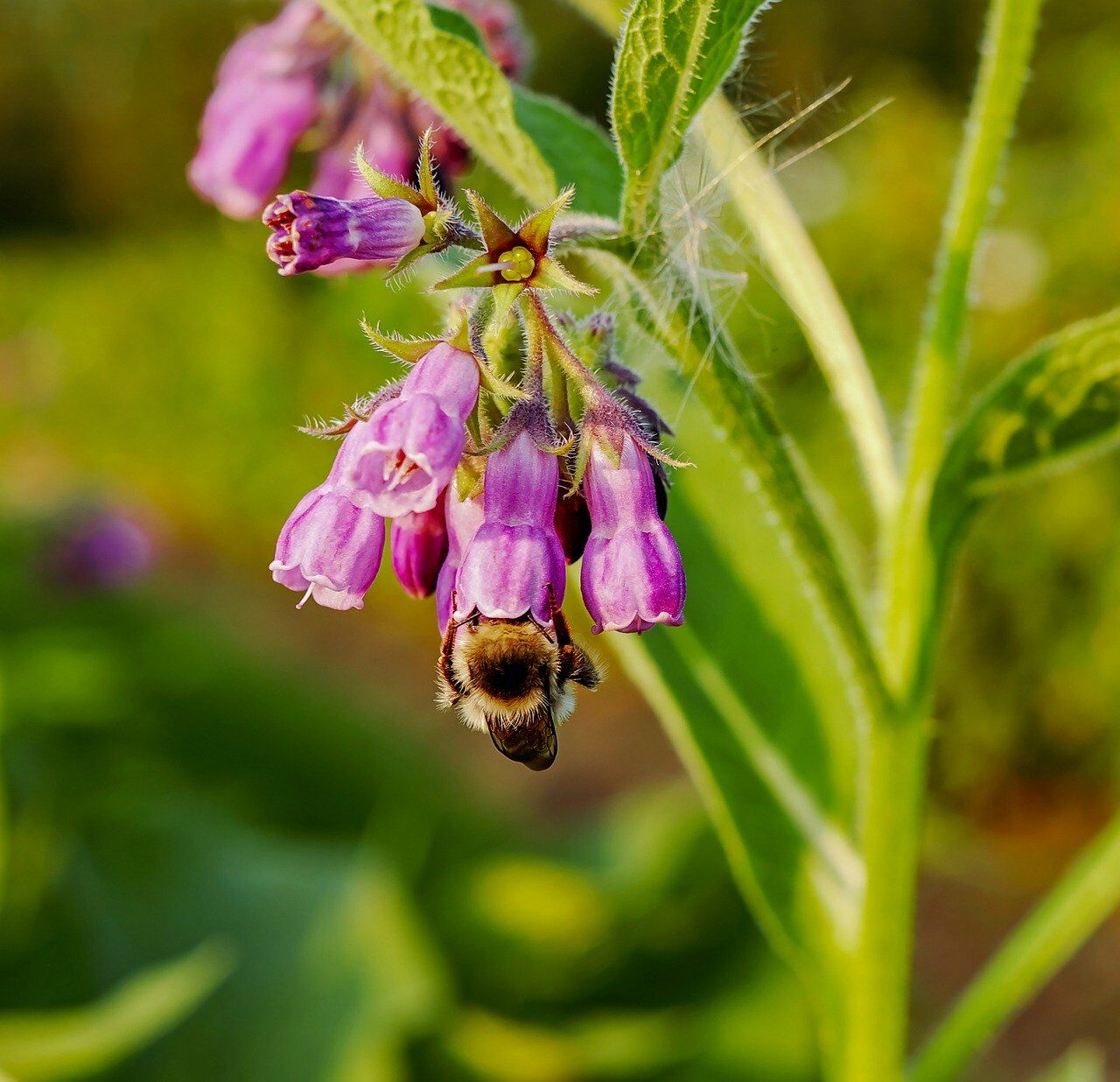 Der Echte Beinwell erfreut viele Wildbienen in Deinem Garten.