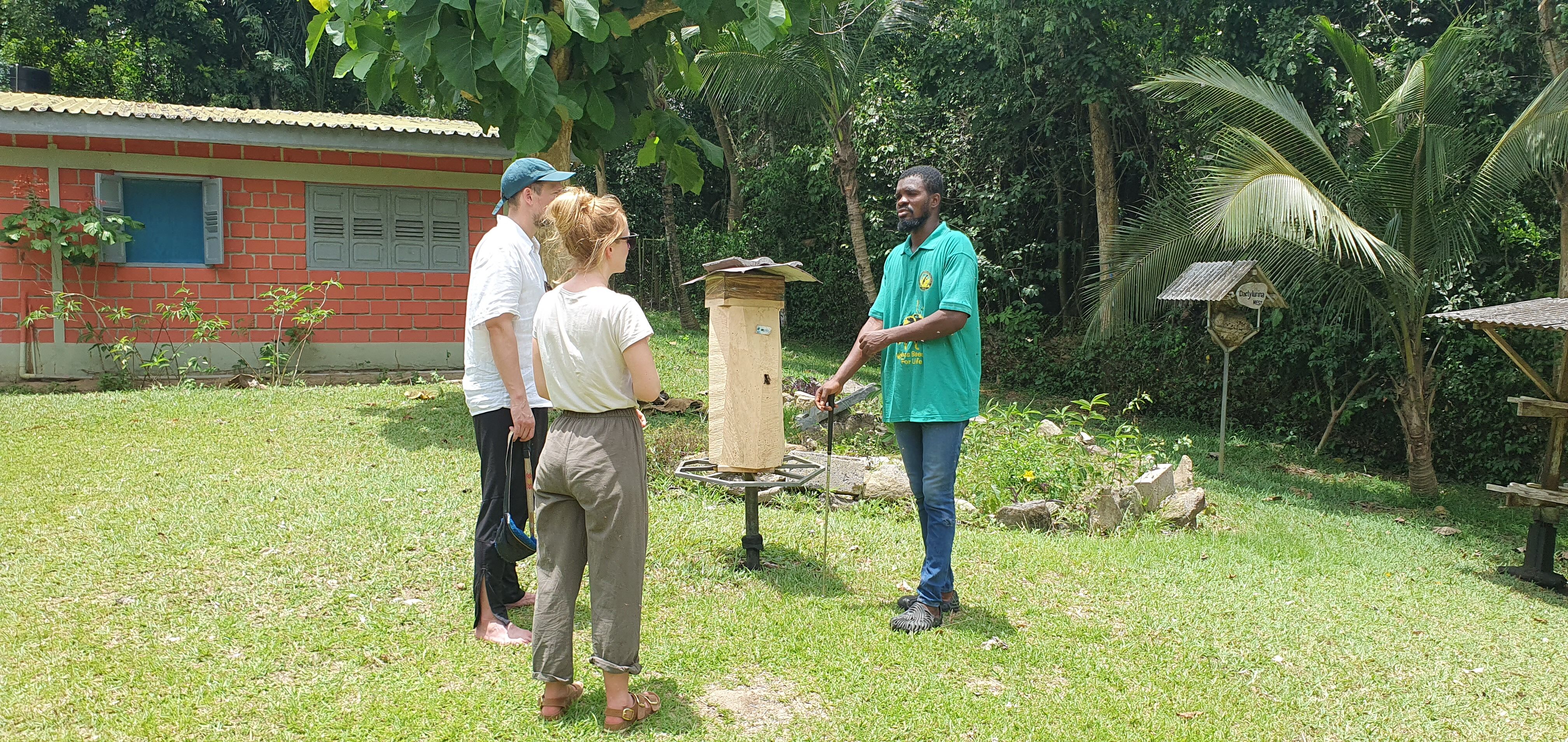 Ein Meliponula-Bienenvolk im ISBC in Ghana