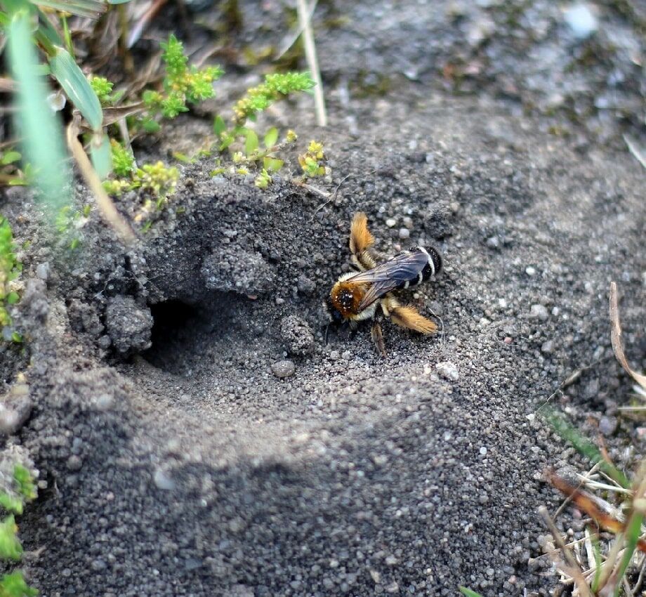 Die Hosenbiene nistet im sandigen Boden.