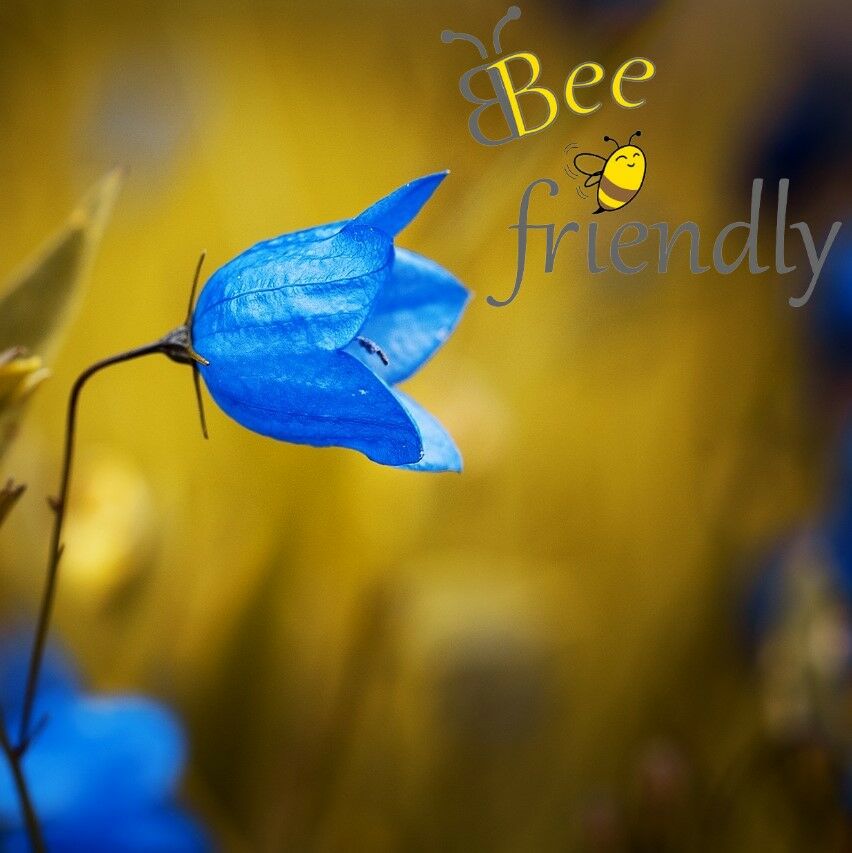 Bienenfreundliche Saisonpflanzen und Wildblumen