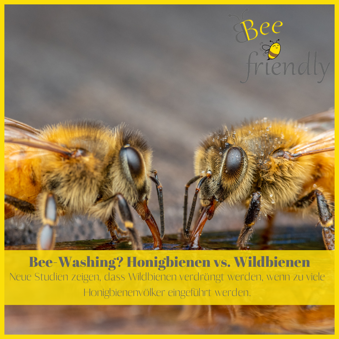 Bee-Washing: Honigbienen vs. Wildbienen