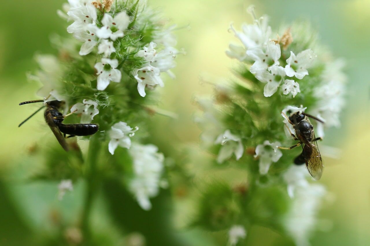 Wildbienen bestimmen und Steckbrief: Die Mauer-Maskenbiene