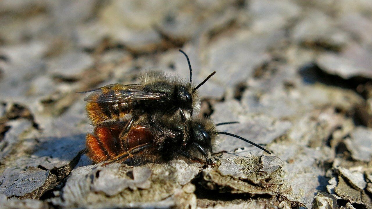 Wie erkenne ich eine Gehörnte Mauerbiene? Steckbrief und Bestimmungshilfe