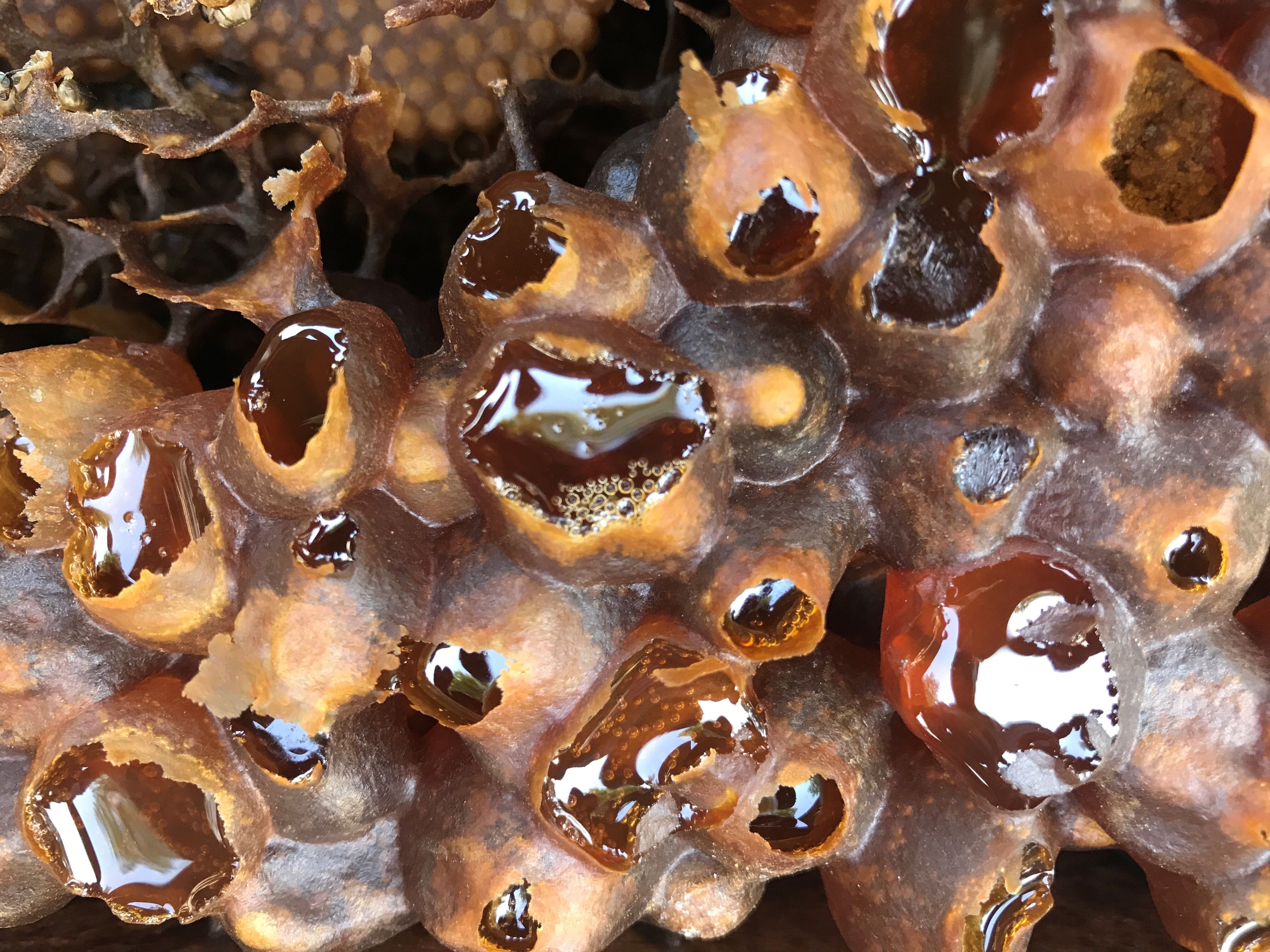 Produkte der stachellosen Bienen: Honig, Propolis und Pollen