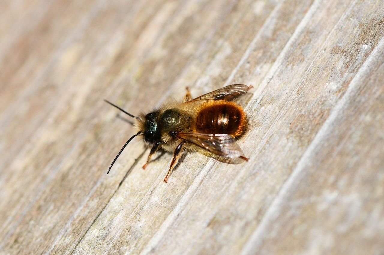 Hier die Rostrote Mauerbiene.