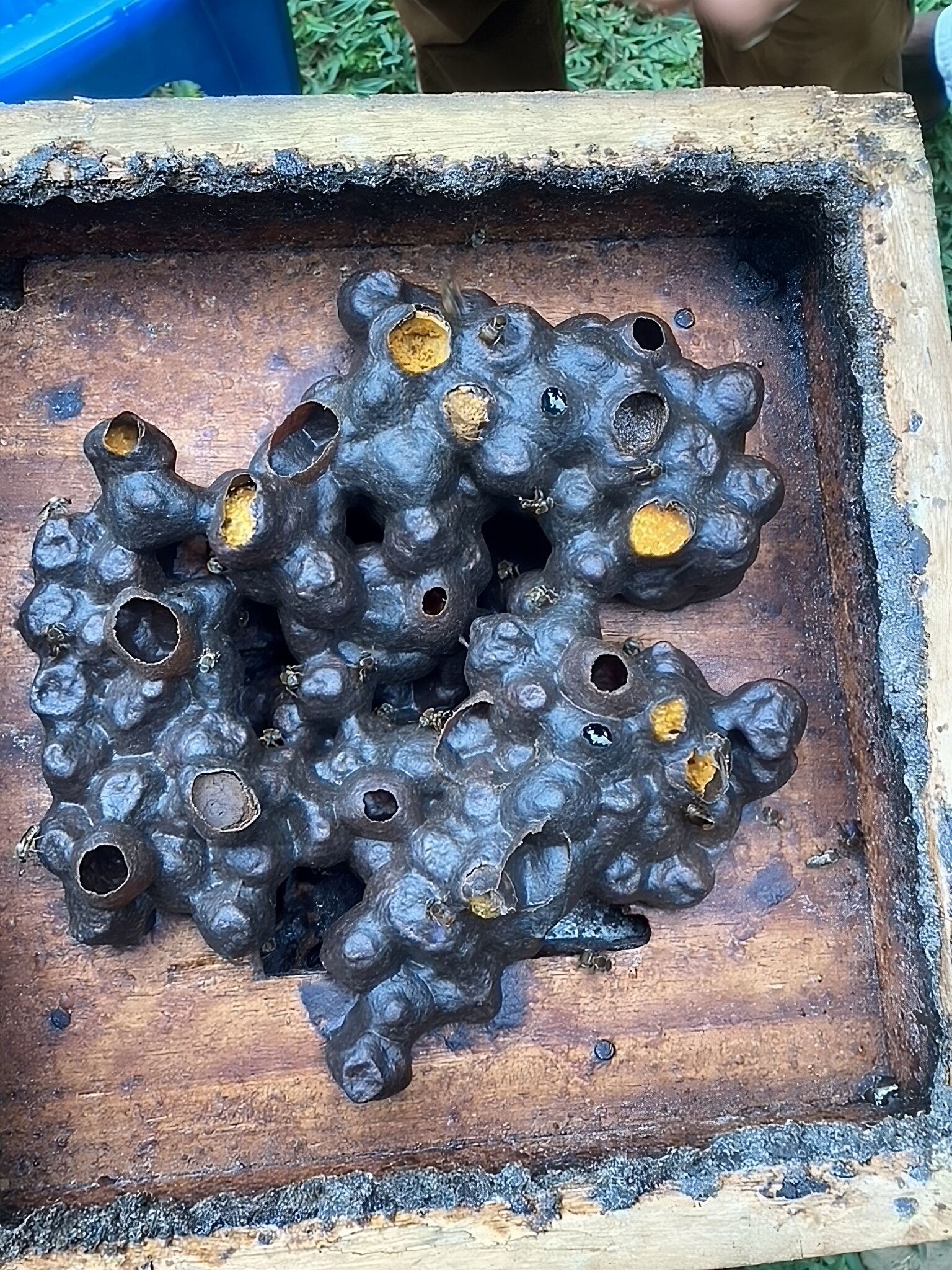 Das Nest von stachelloser Bienen