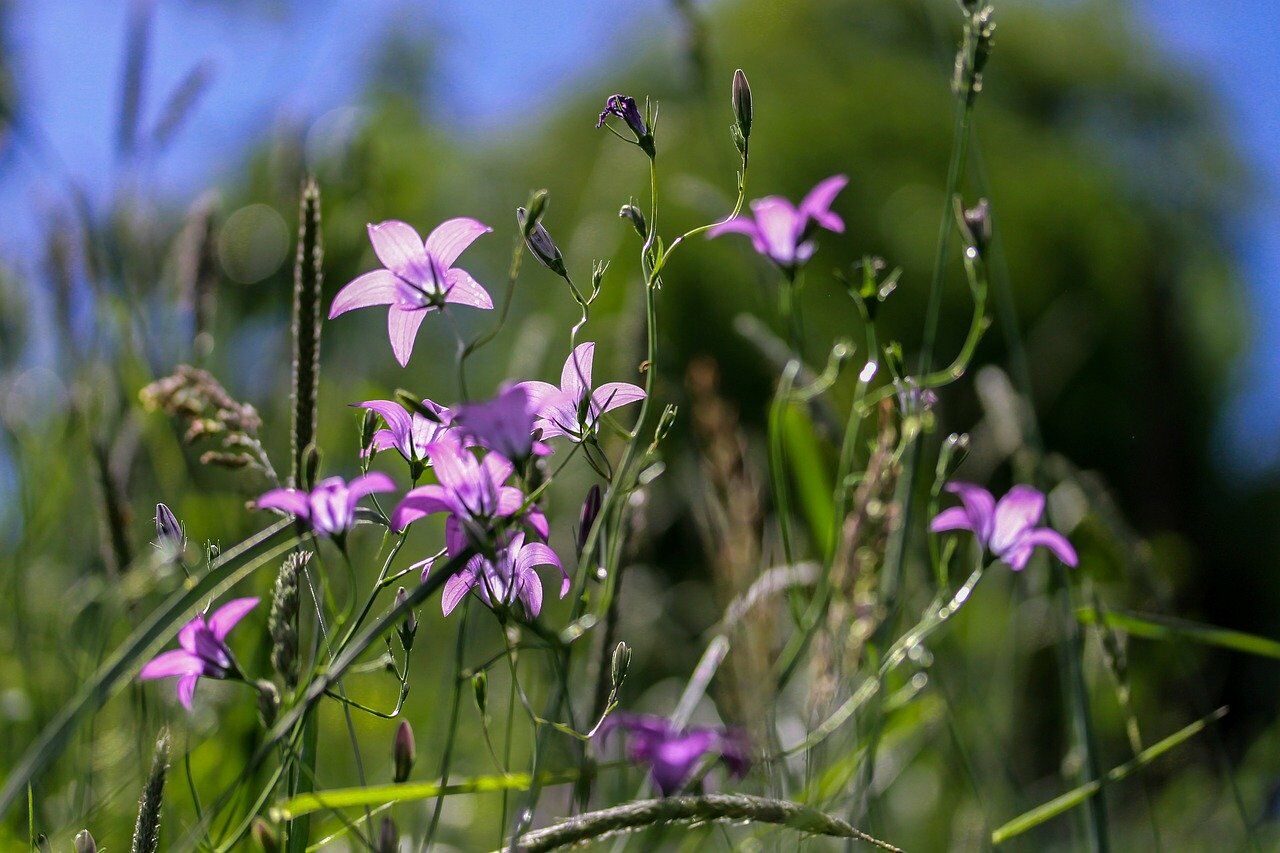 Die Wiesen-Glockenblume ist von großer Bedeutung für Wildbienen.