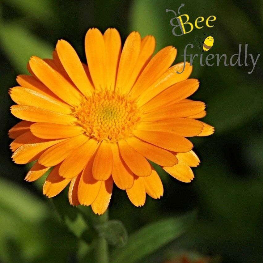 Ringelblume: Heilpflanze und Bienenmagnet