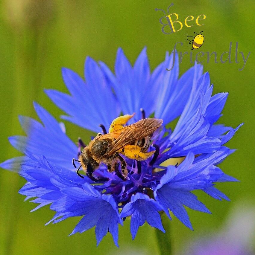 Wildbienen bestimmen: Steckbrief und Fotos der Hosenbiene