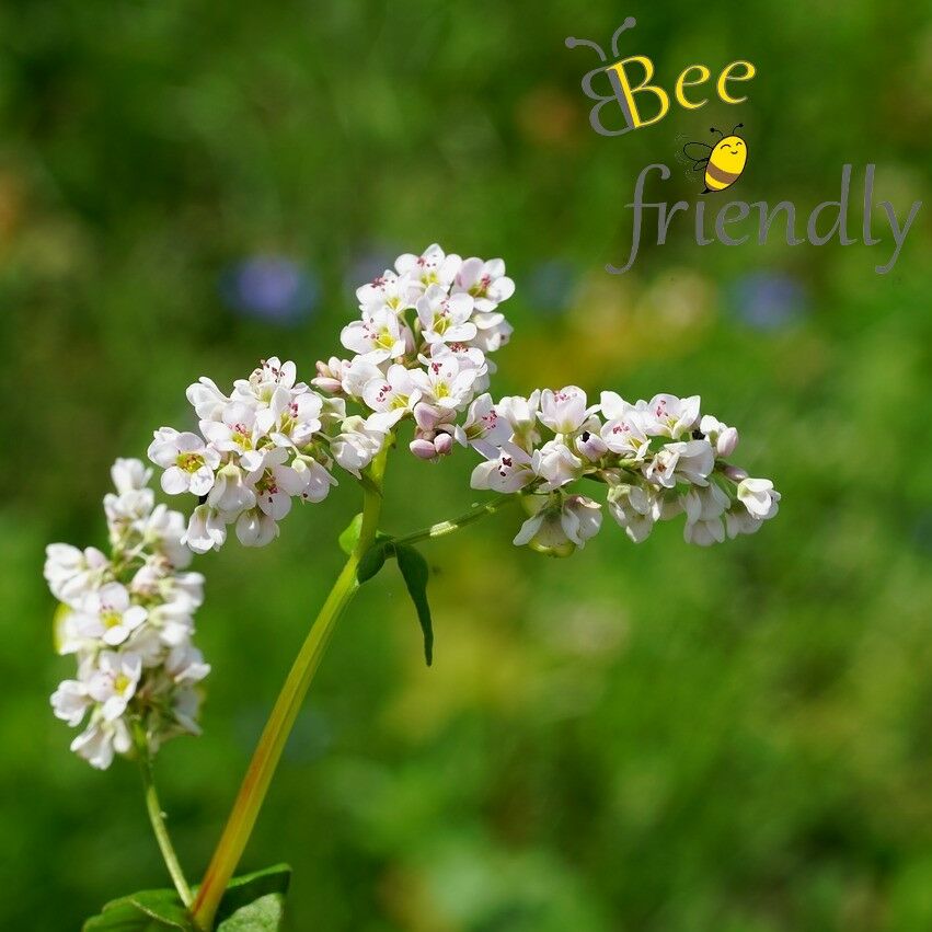 Bee friendly Top 10: Die schönsten, bienenfreundlichen Herbstblumen