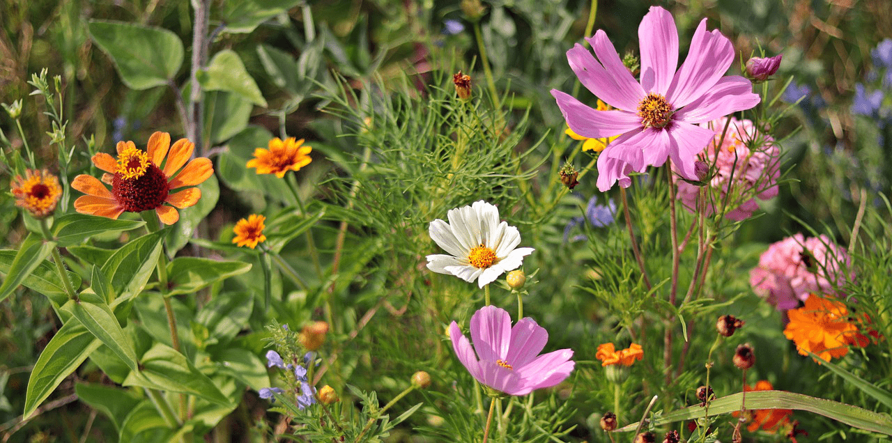 Wilde Blumenwiese mit großen Biodiversitätscharakter