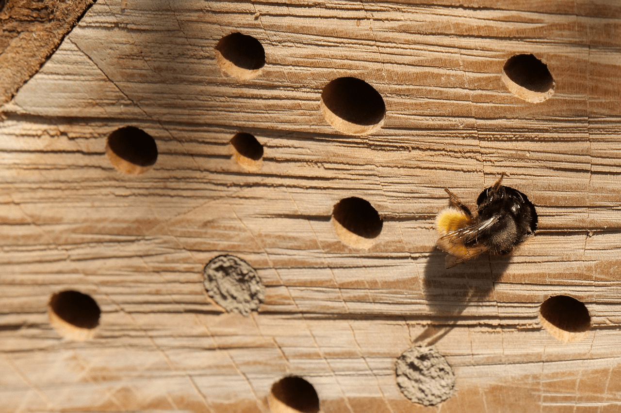 Bienenhotel besiedelt mit Wildbiene