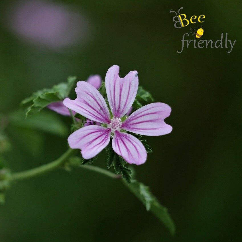 Bienenfreundliche Wildblumen: Die Wilde Malve