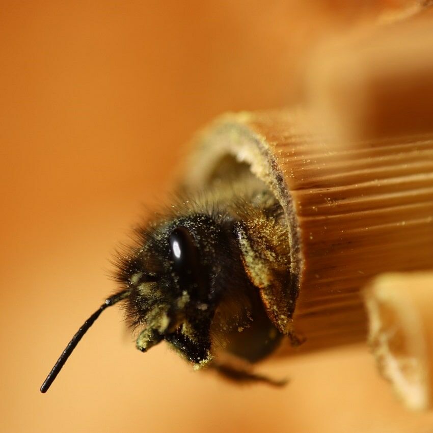 Wildbienen in Deutschland – alle Fakten: Unterschiedliche Arten, Nahrung, Nisthilfen und Schutz