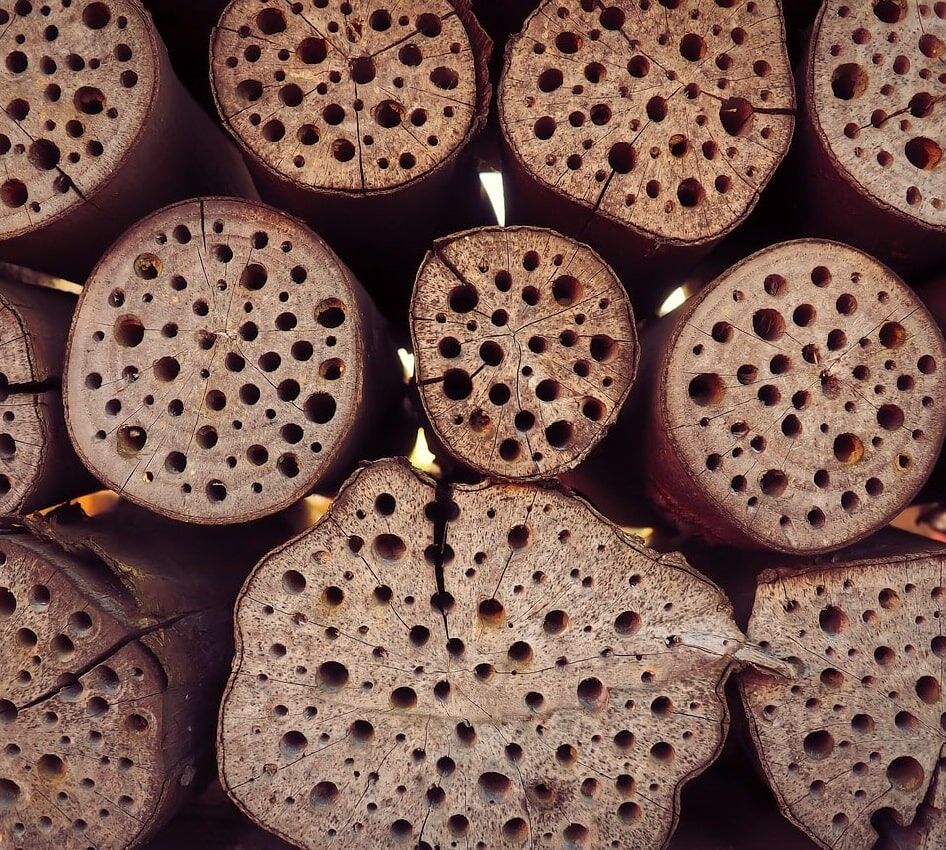 So bitte nicht! Bohrungen für Bienenhotels sollten immer quer zur Faser verlaufen. In diesem Bild wurde parallel zur Faser gebohrt © Michael Gaida/Pixabay.